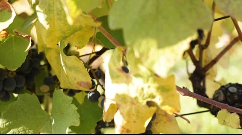 Red grapes landscaping 库存影片 890700