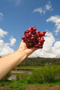 Red grapes Stockfoto's