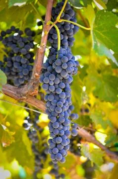 Red grapes Stock-Fotos