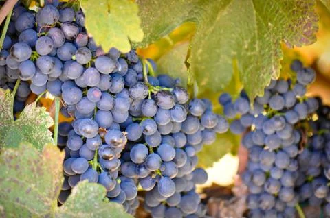 Red grapes Foto stock