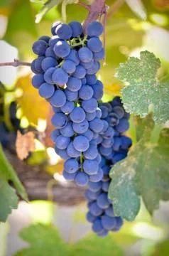 Red grapes Stock-Fotos