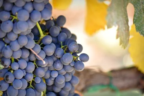 Red grapes Foto stock