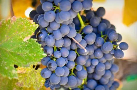 Red grapes Stock Photos