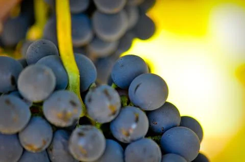 Red grapes Stock Photos