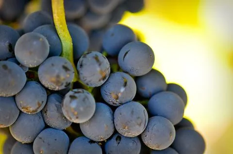 Red grapes Stock Photos