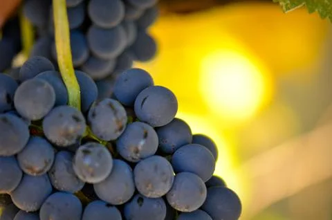 Red grapes Stock Photos