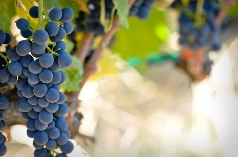 Red grapes Foto stock