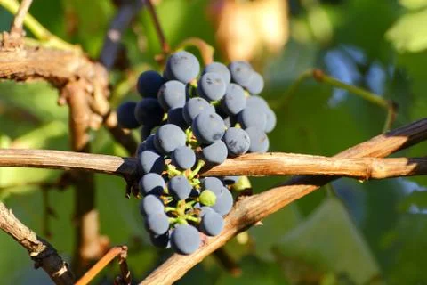 Red grapes Stock Photos