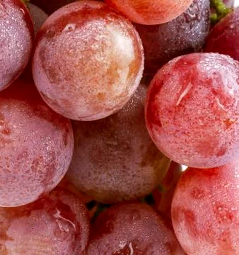 Red grapes 写真素材