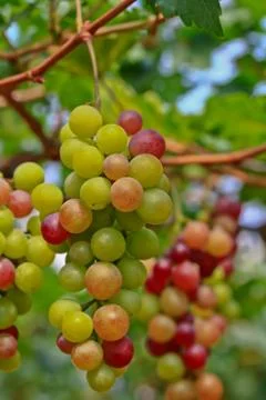 Red grapes. Stock Photos