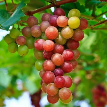 Red grapes. Stock Photos