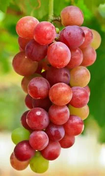 Red grapes. Stock Photos