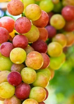 Red grapes. Stock Photos
