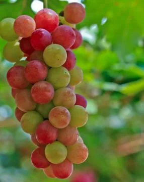 Red grapes. Stock Photos