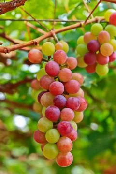 Red grapes. Stock Photos