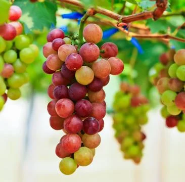 Red grapes. Stock Photos