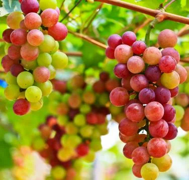 Red grapes. Stock Photos