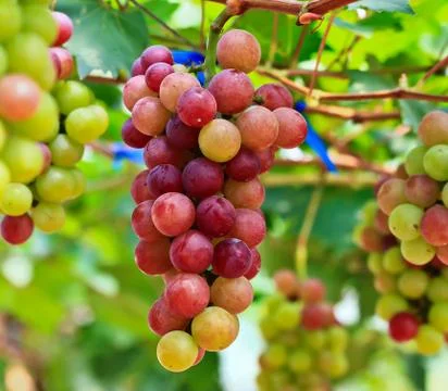 Red grapes. Stock Photos