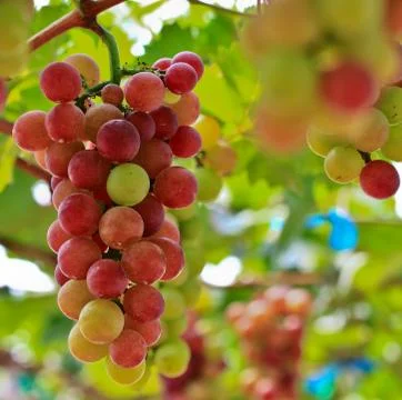 Red grapes. Stock Photos