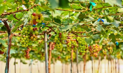 Red grapes. Stock Photos