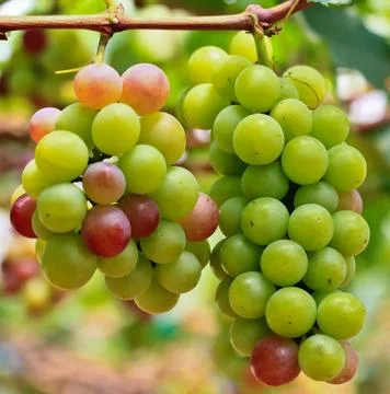 Red grapes. Stock Photos