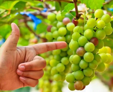 Red grapes. Stock Photos