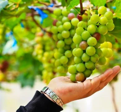 Red grapes. Stock Photos