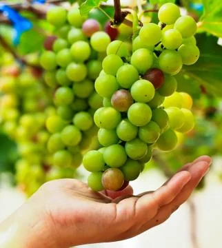 Red grapes. Stock Photos