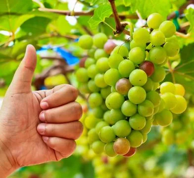 Red grapes. Stock Photos