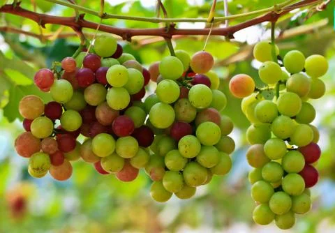 Red grapes. Stock Photos