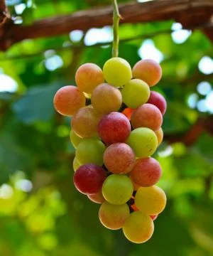 Red grapes. Stock Photos