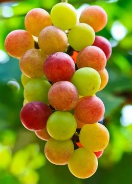 Red grapes. Stock Photos