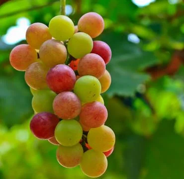 Red grapes. Foto stock
