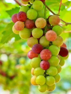 Red grapes. Stock Photos