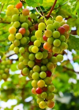 Red grapes. Stock Photos