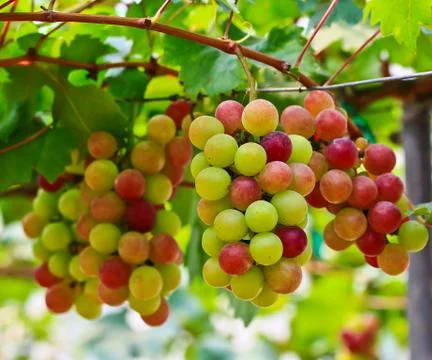 Red grapes. Stock Photos
