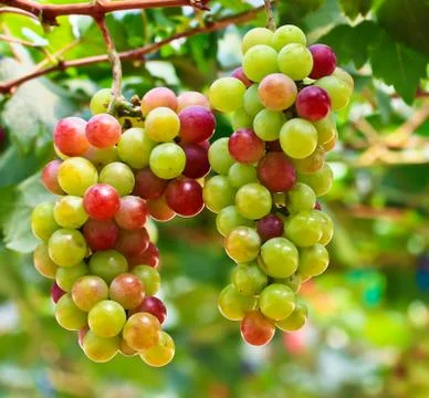 Red grapes. Stock-Fotos