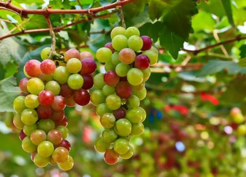 Red grapes. Stock Photos