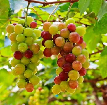 Red grapes. Stock Photos