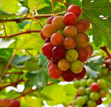 Red grapes. Stock Photos