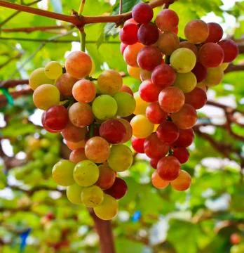 Red grapes. Stock Photos