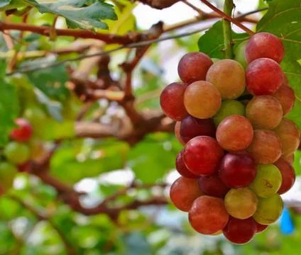 Red grapes. Stock Photos
