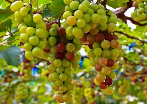 Red grapes. Stock Photos