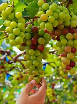 Red grapes. Stock Photos