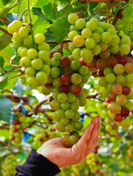 Red grapes. Stock Photos
