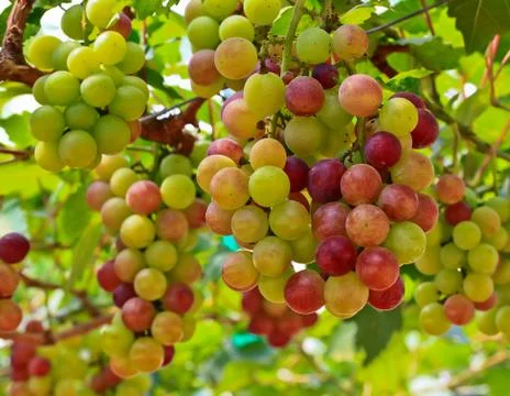 Red grapes. Stock Photos