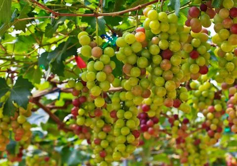 Red grapes. Stock Photos