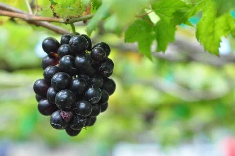 Red grapes Stock Photos