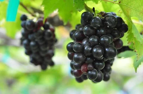 Red grapes Stock Photos