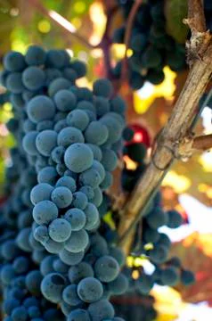 Red grapes Stock Photos